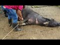 Restraining a Water Buffalo