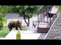 Black bear gets into an argument with a dog after breaking into a home in Bradbury, California.