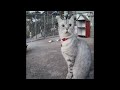 🐱🤣 Funniest Dogs and Cats 🐱🤣 Funny Animal Moments 2024 #15