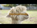 Farm Animals Real Sound for Kids - Cow, Alpaca, Bee, Buffalo, Chicken, Donkey and more.