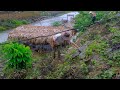 Heavy rain, mountain goats suddenly gave birth - completing the garden of 500 macadamia trees