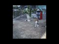 🤣🤣 So Funny! Funniest Cats and Dogs 2024 😆🐶 Best Funniest Animals Video 2024 #18