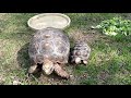 My Redfoot tortoise 🐢