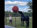 Need something fun? Watch these funny and cute Horse Videos - Funniest Horses #2