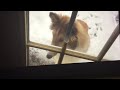 I put the dog song trap remix over my dog playing in the snow.