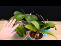 Phalaenopsis Orchids - How I get multiple flower spikes! 🌸🌸🌸