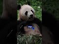 Giant pandas reintroduced into the wild | DW Shorts