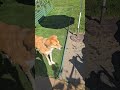 Dog Sitting In Goldfish Pond