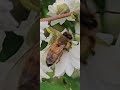 Sleepy honey bee and a sleepy bumble bee