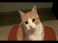 Scott the Ginger Cat ... meow (funny and cute)