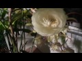 Night Blooming Cereus