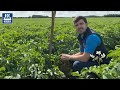 Potato Crops - It’s important to have the correct nutrition plan in place!