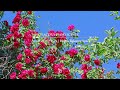 A sweet piano melody to start the lovely month of July - Hello Jully - Peaceful Piano Scenes