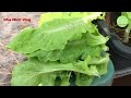 Cách trồng xà lách cây bự chảng - Thu nhiều lần - Vlog#05 - Nha Minh Vlog