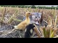 FUNNIEST Pets.The Surprising Encounter Between Kittens,Ducklings,Calves in the Rice Field🥰Funny Cute