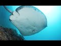 Under The Sea 4K - Scenic Wildlife Film With Calming Music || Scenic Film