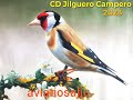 CD Jilguero Cante Campero 2023 2H Suscríbete dale 👍 Gracias @aviariosalju Educar Nóveles Reclamo