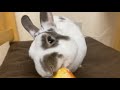 Bunny 🐰 eating peach 🍑