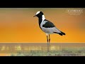 Blacksmith Lapwing Call & Sounds.