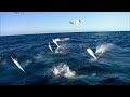 World's Fastest Predators | Episode 1:  The Ocean | Free Documentary Nature