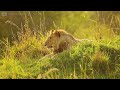 UNIQUE FOREST ANIMALS Dolby Vision 4K HDR | Stunning Cinematic Soundtrack