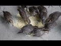 Robert sells wild boar at the market. Green forest life