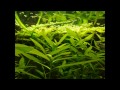 54 Liter Aquarium - 1. Monat mit Bio CO2/ 1 month with CO2