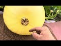 Protect your Pumpkins!!! Essential￼ gardening tips for your pumpkin patch￼