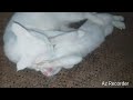 Emotional 😭 moment when mother cat meets her kitty after one day | waao village animal bili