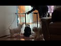 Everyday is like this during feeding, rescued dog has absolutely no patience#love #dog #shorts