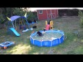 A bear family takes a dip in our pool - Part II