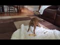 Boxer attacks laughing Lion