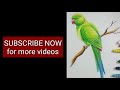 How to draw a parrot step by step with oil pastel