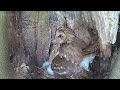 Tawny Owls Bring Up Bumper Brood | Bonnie & Ozzy | Robert E Fuller