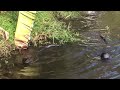 Two River Otters fishing in Brantley Harbor, one had success as he will show you.