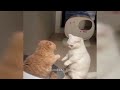 Funny Cat Video Compilation😹World's Funniest Cat Videos😹🐶Funny Cat Videos Try Not To Laugh😺