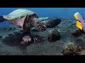 Amazing beautiful coral reef (4K Video Ultra HD) - Ocean Moments with Peaceful Relaxing Music