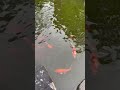 THE GARDEN #nature #koifish #shortvideo