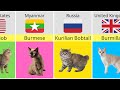 Cat Breeds from Different Countries