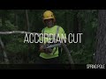 Common Tree Felling Accidents and What You Can Do to Prevent Them