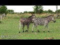 Animal Kingdom 8K - Relaxing Music With Stunning Beautiful Wildlife 8K (Video Ultra HD)