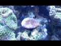 75g Mixed Reef Update - 26OCT13