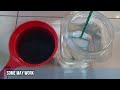 Treating Betta Fish Dropsy: A Complete Scientific Step by Step Guide