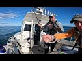 UK Commercial Fishing - Turbot & Brill Fishing with Rod & Line!
