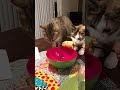 Cats Go Crazy For Corn