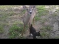 Whitetail Deer and cats like each other a lot