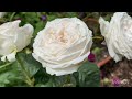 10 Kordes Parfuma roses | Summer Romance| Earth Angel| Glorious Parfuma