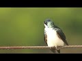 Purple Martin & Tree Swallow create Spring