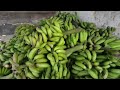 fakta 😱 sebelum proses ekspedisi pengiriman pisang      #pisang #fakta #sangpisang