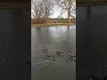 canada geese line swimming